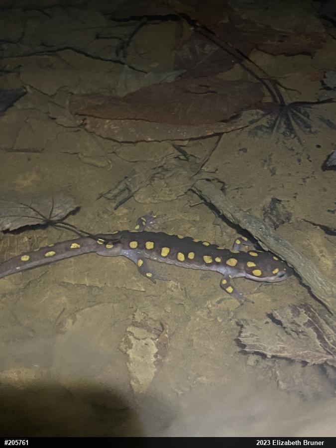 Spotted Salamander