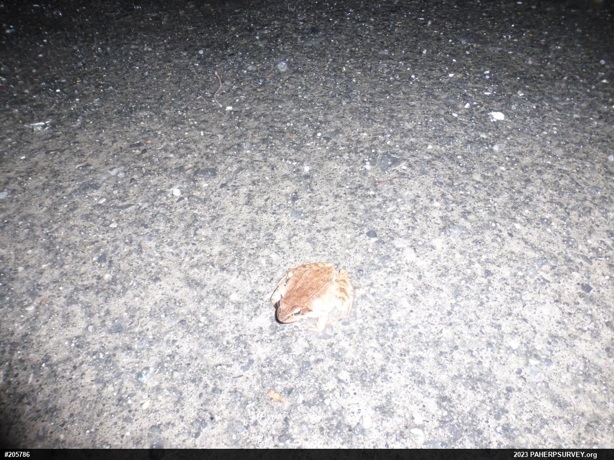 Wood Frog