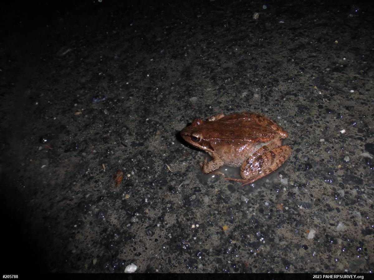Wood Frog