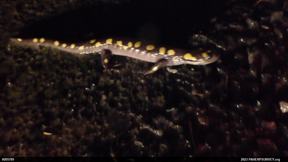 Spotted Salamander