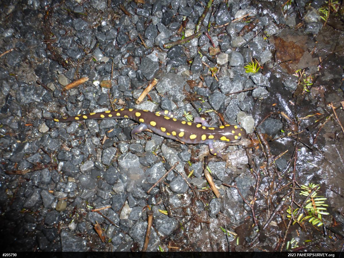 Spotted Salamander