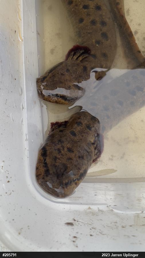 Common Mudpuppy