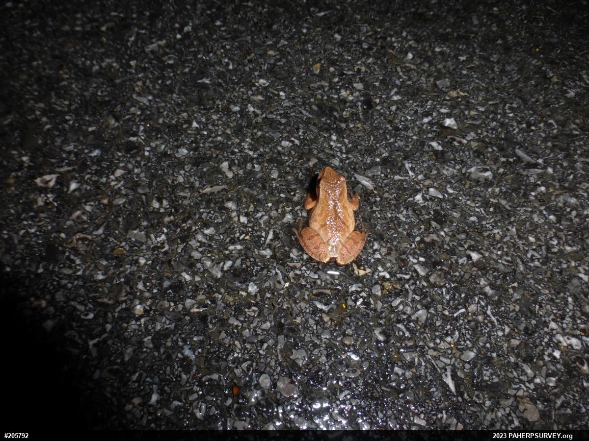 Spring Peeper