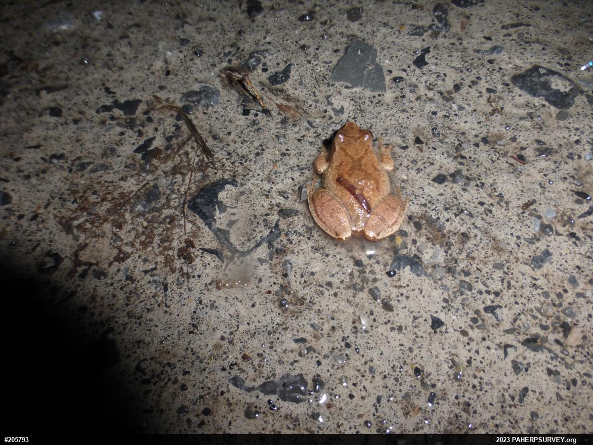 Spring Peeper