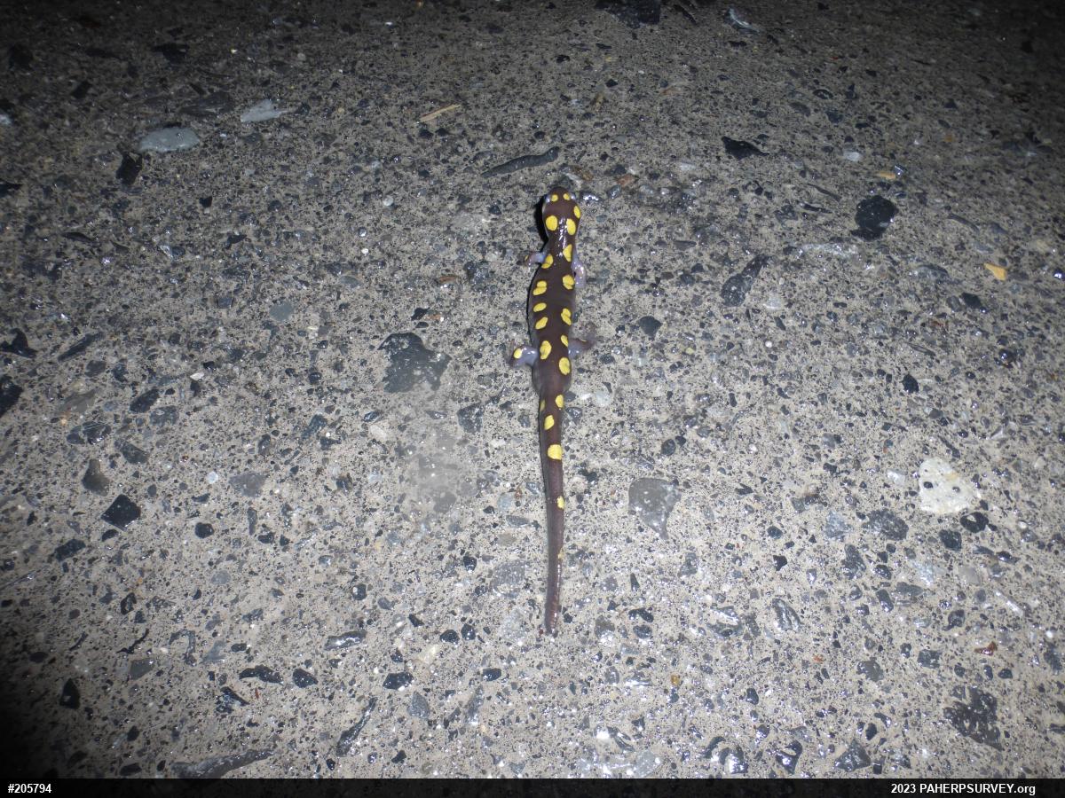 Spotted Salamander