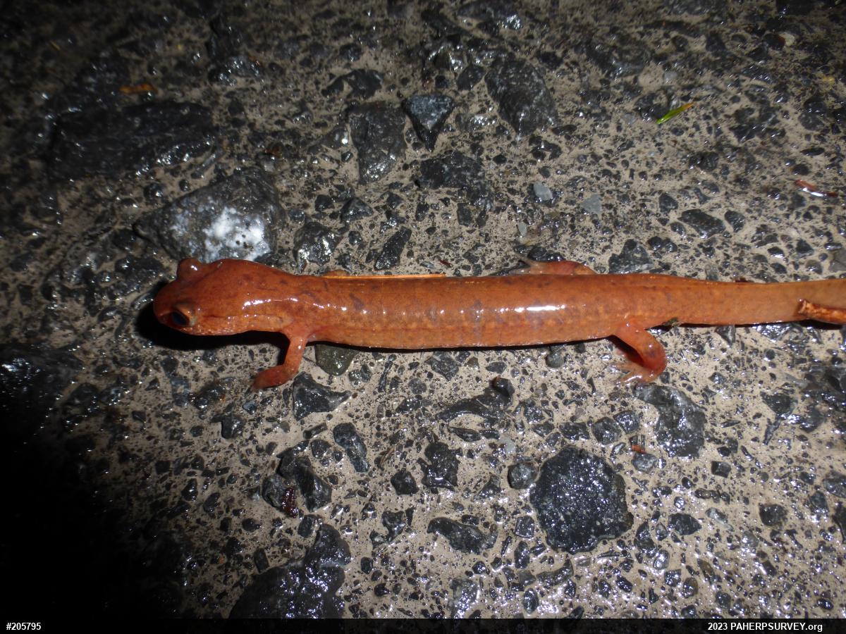Northern Spring Salamander