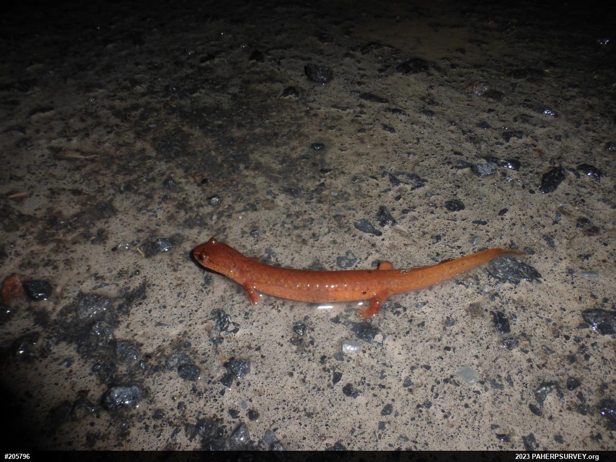 Northern Spring Salamander
