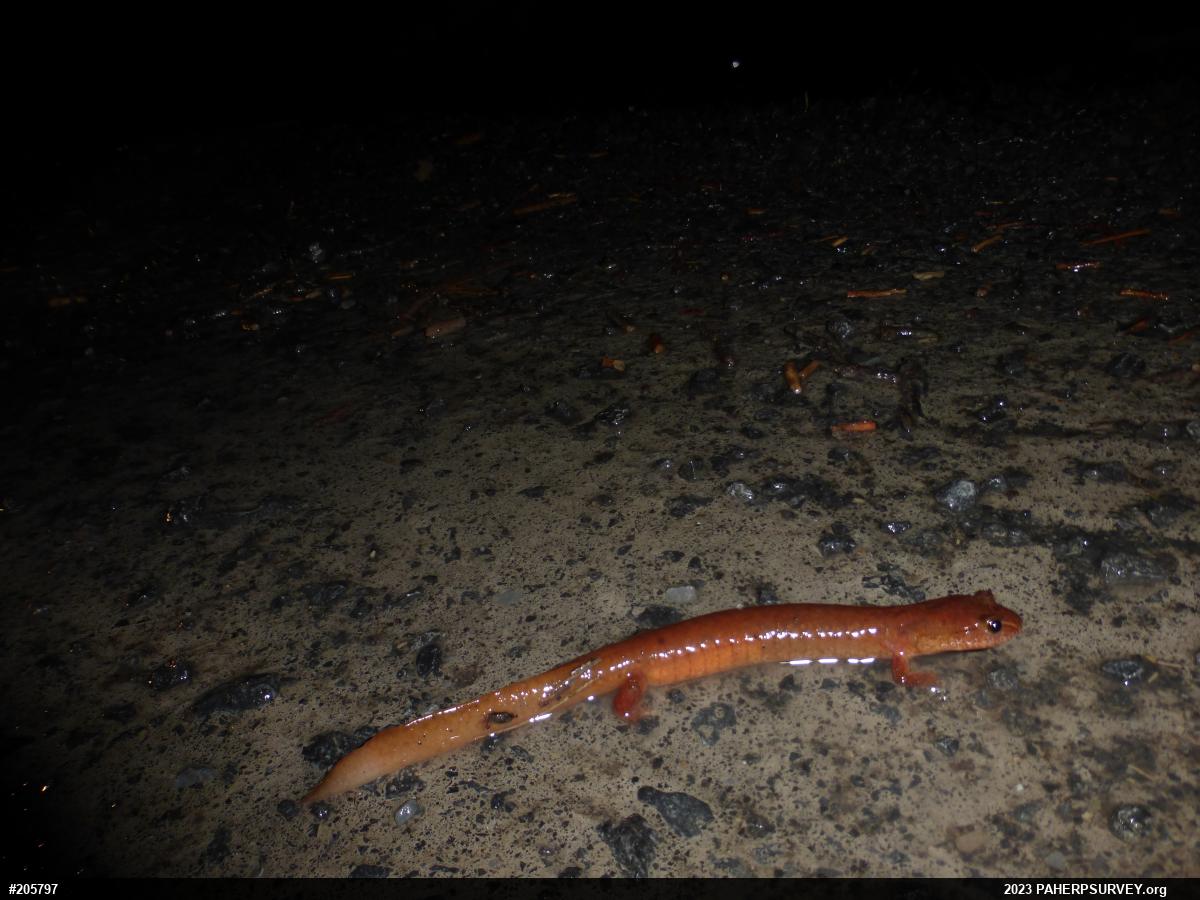 Northern Spring Salamander