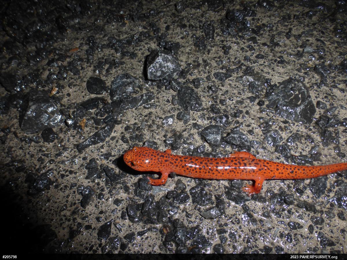 Northern Red Salamander