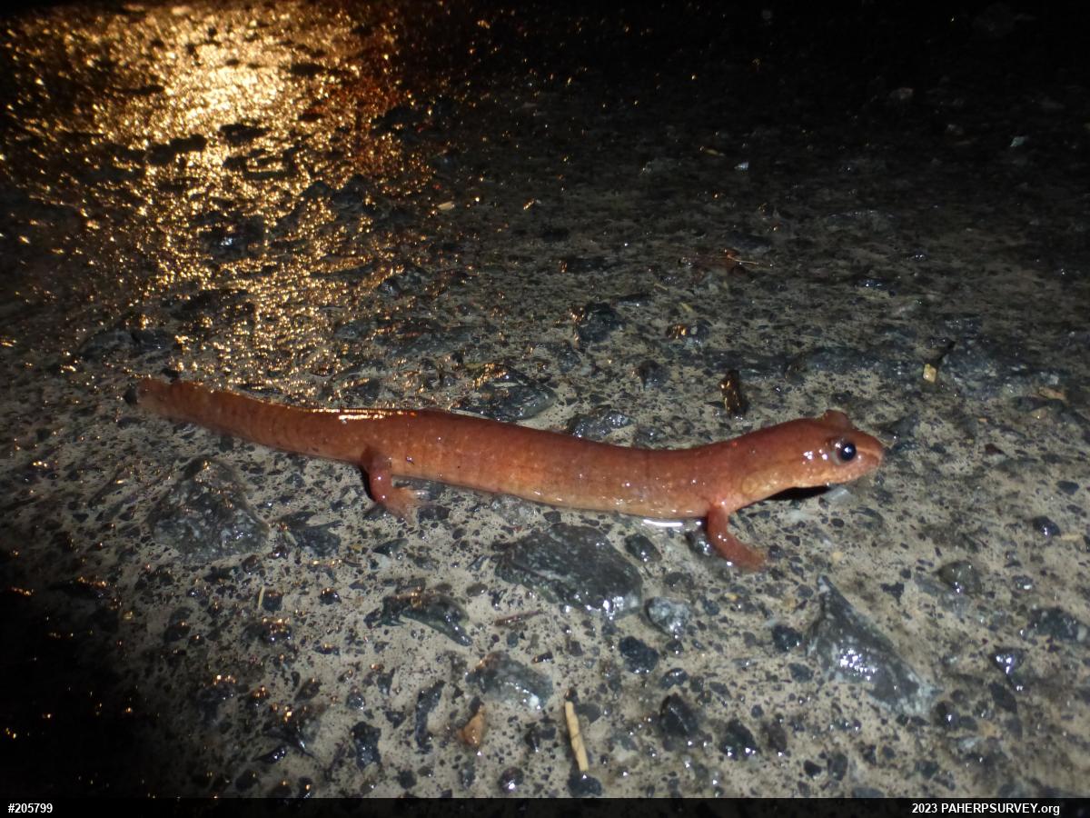 Northern Spring Salamander