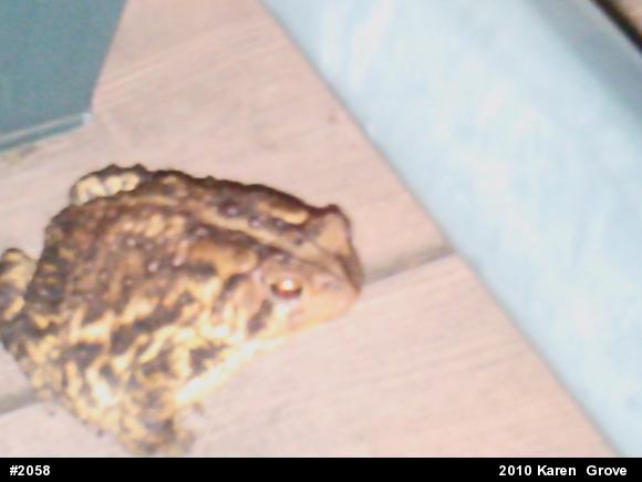 Eastern American Toad