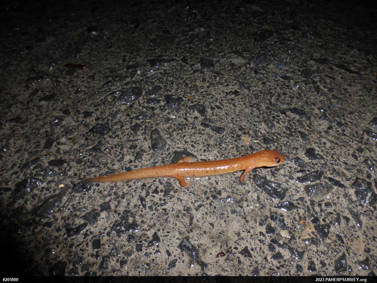 Northern Spring Salamander