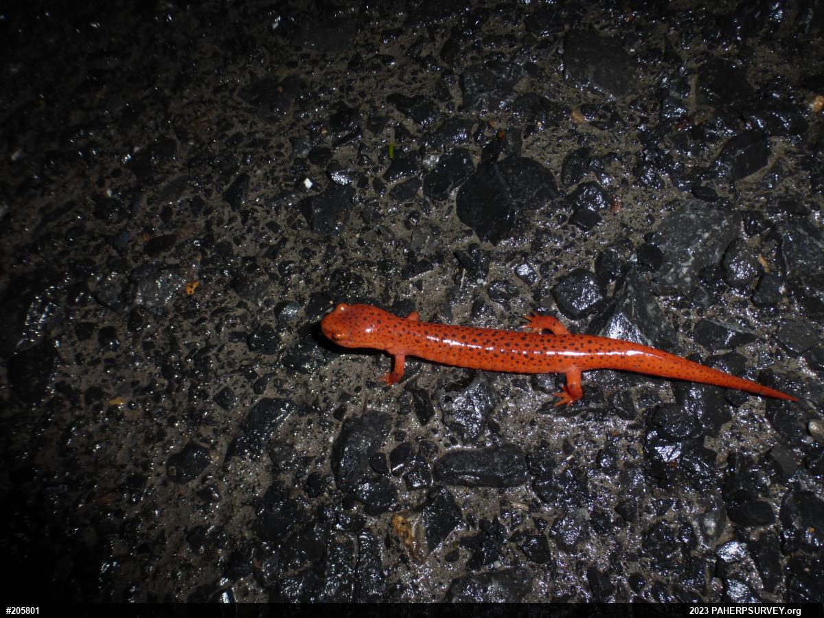 Northern Red Salamander