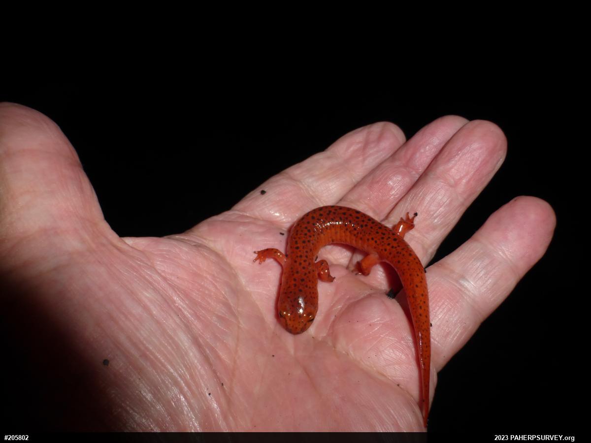 Northern Red Salamander