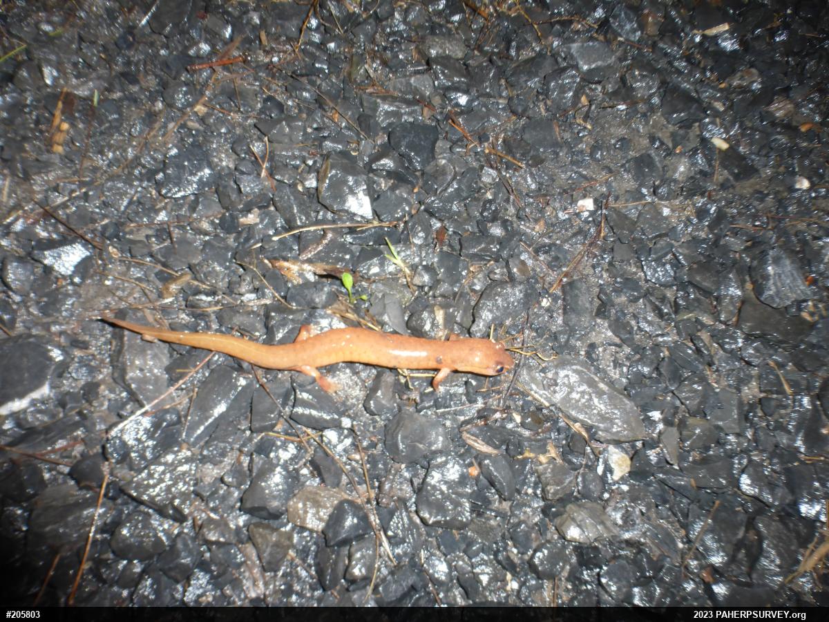 Northern Spring Salamander