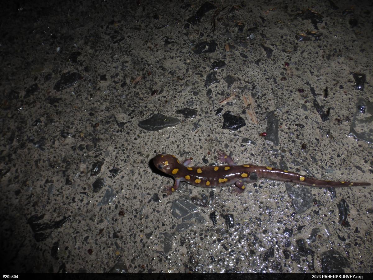 Spotted Salamander