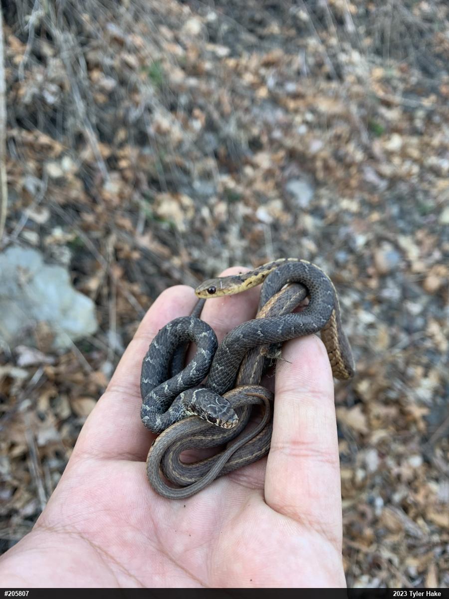 Northern Black Racer