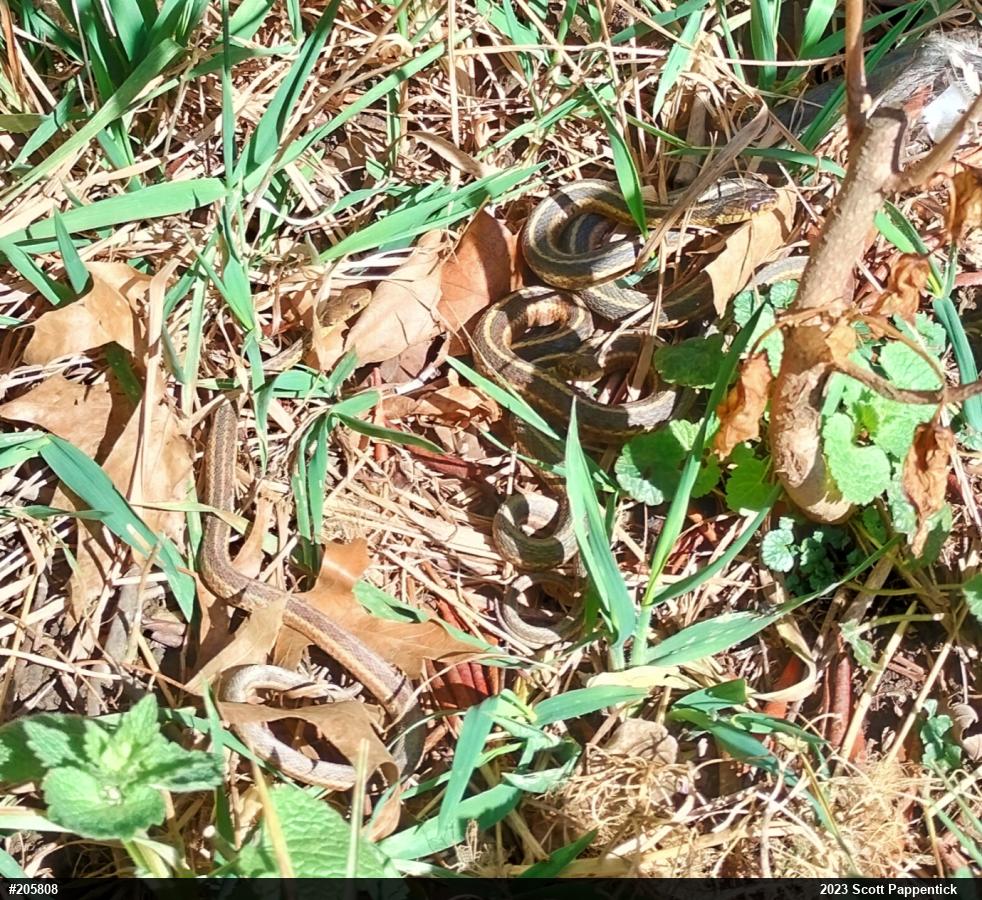 Eastern Gartersnake