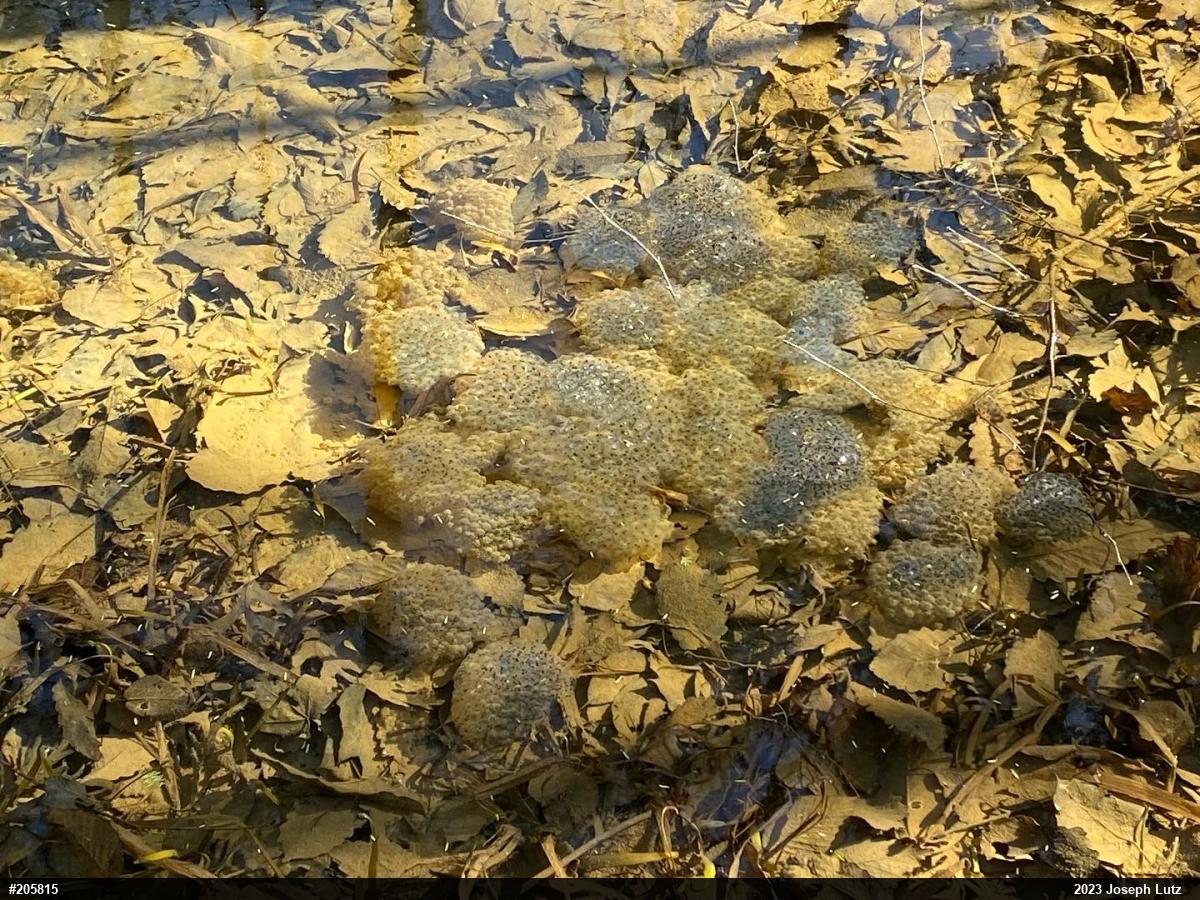Wood Frog