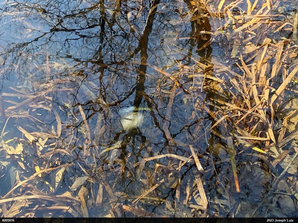 Spotted Salamander