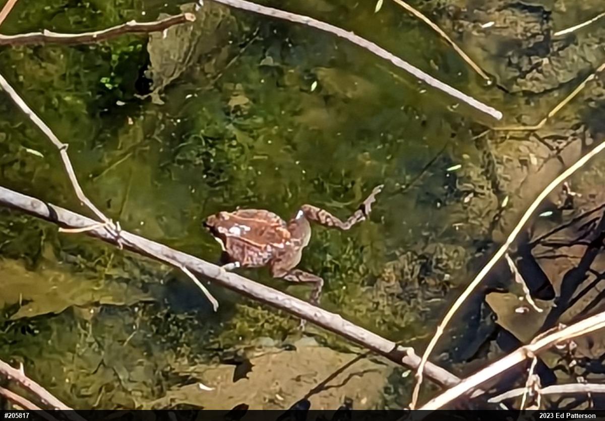 Wood Frog