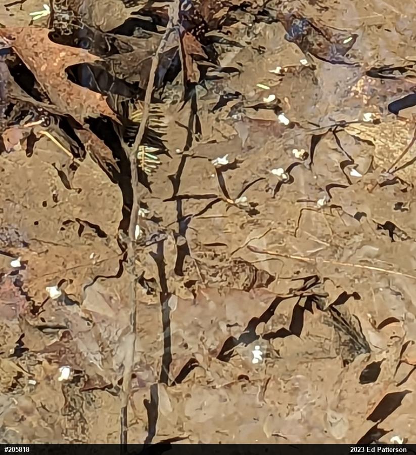 Mole Salamanders