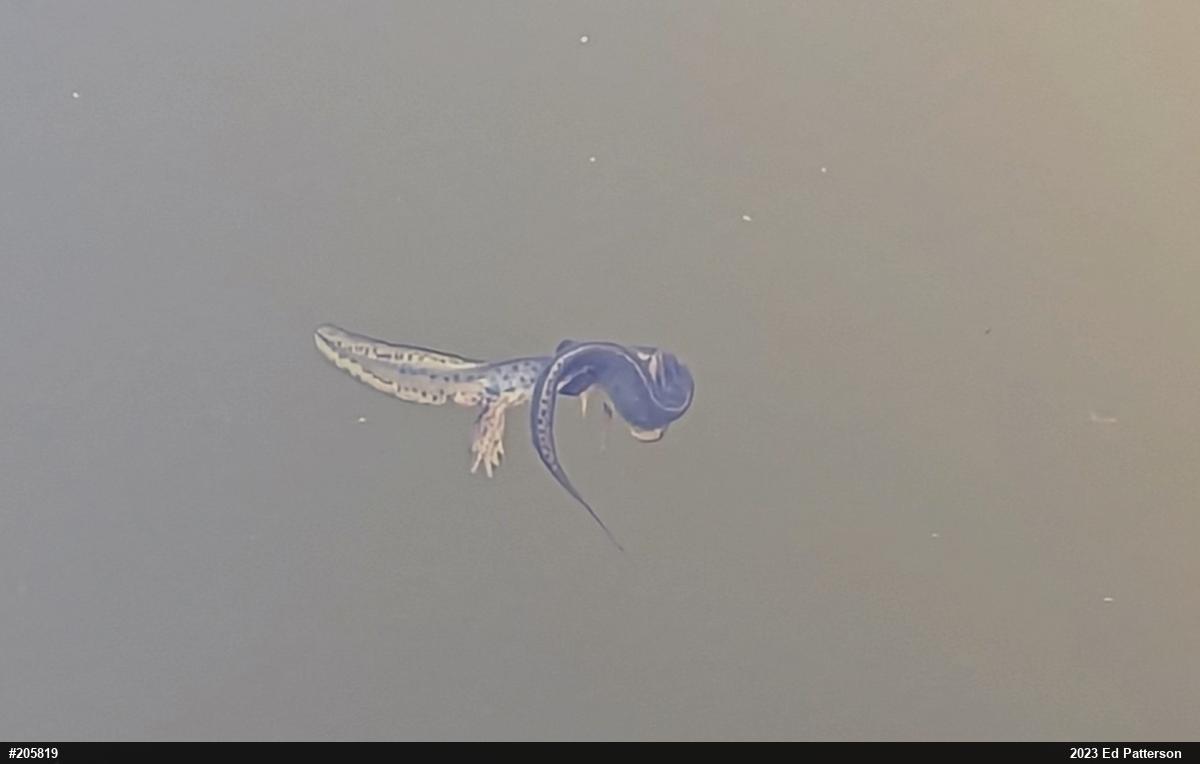 Red-spotted Newt