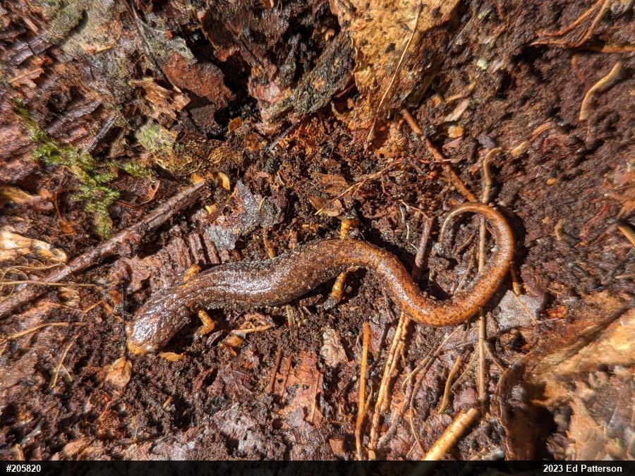 Four-toed Salamander