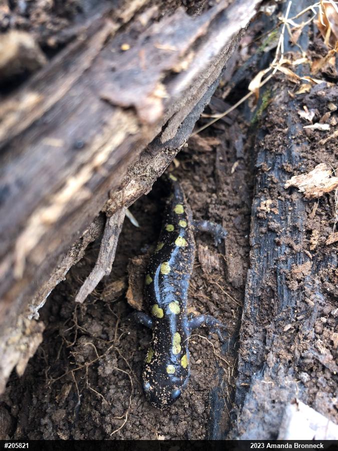 Spotted Salamander