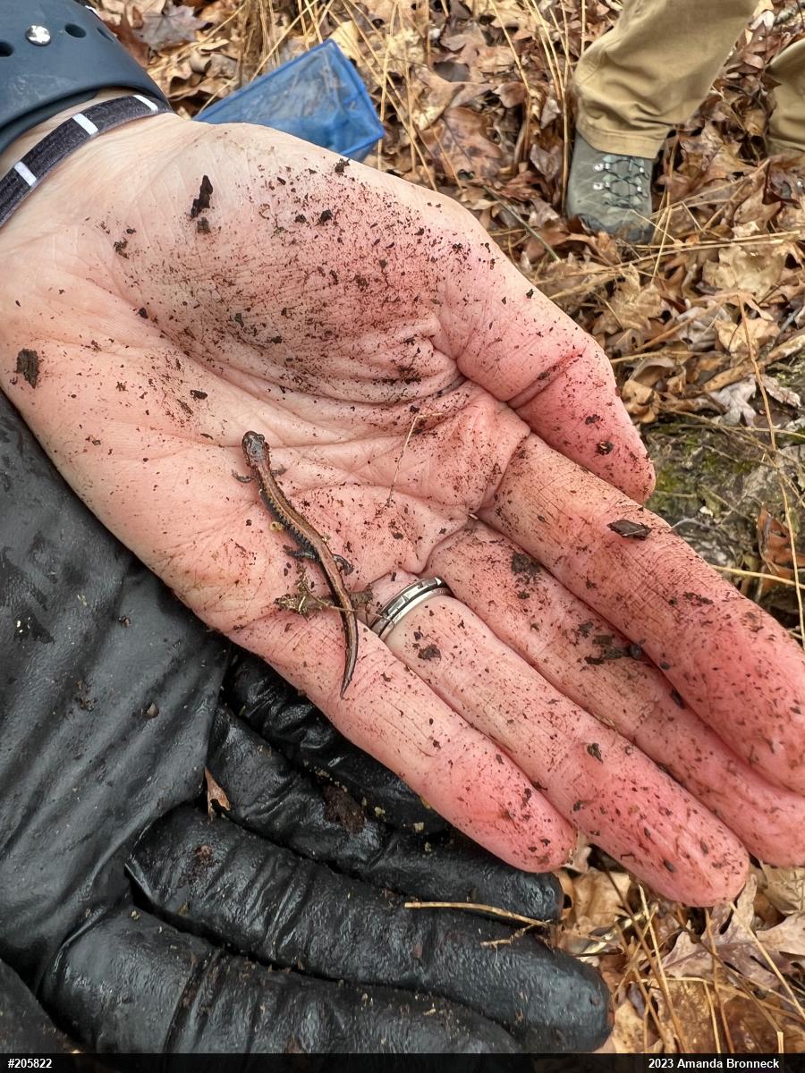 Eastern Red-backed  Salamander