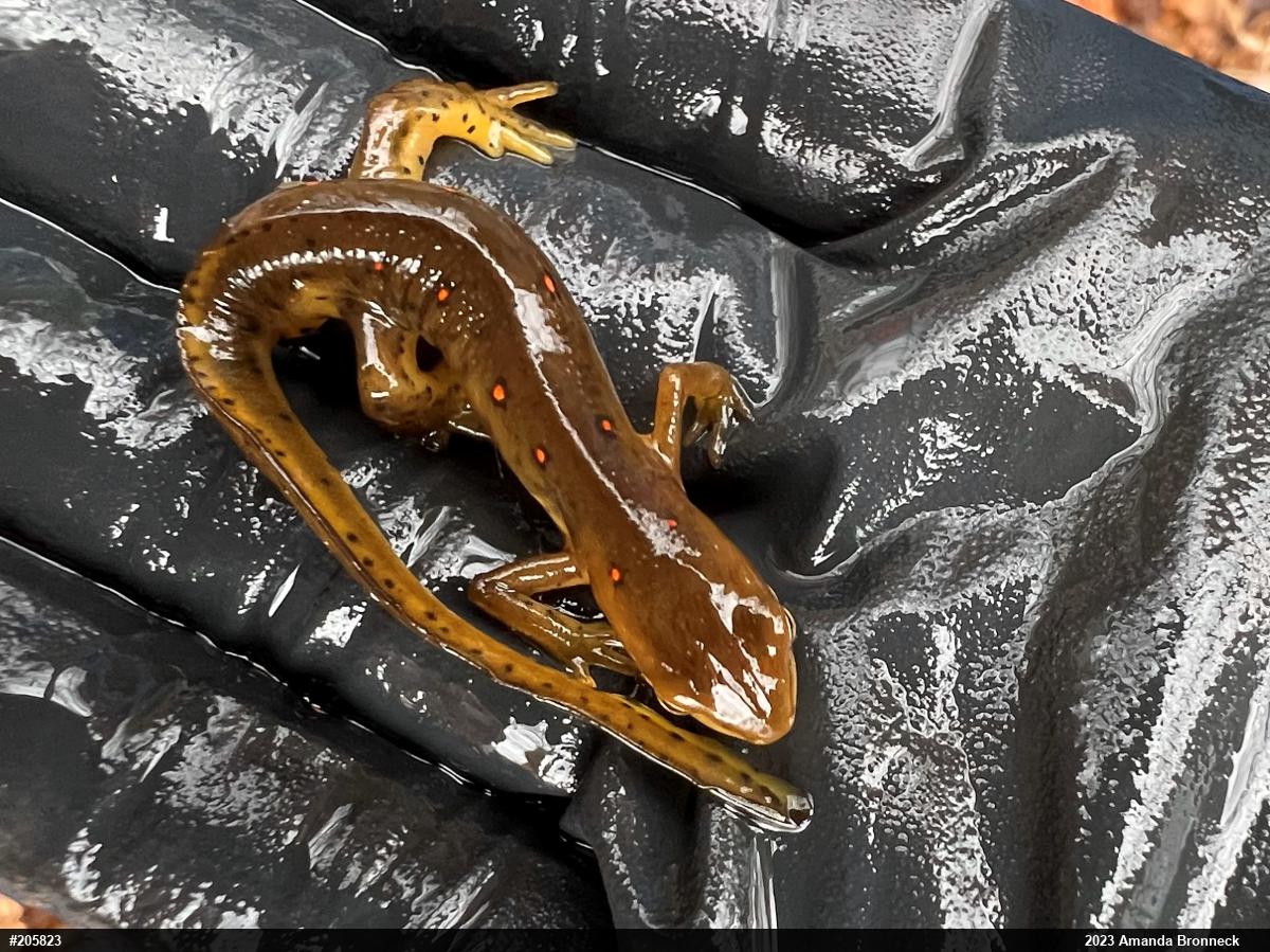 Red-spotted Newt