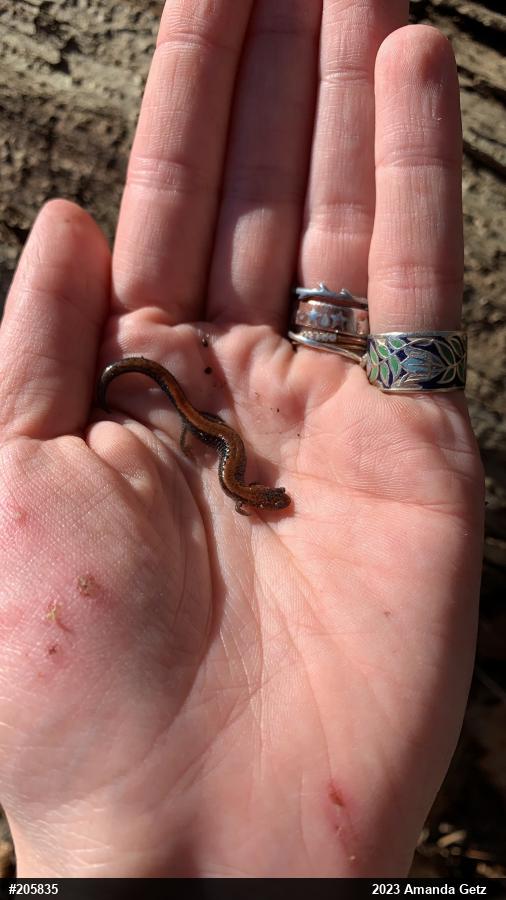 Eastern Red-backed  Salamander