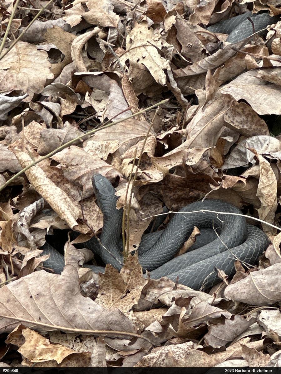 Northern Black Racer