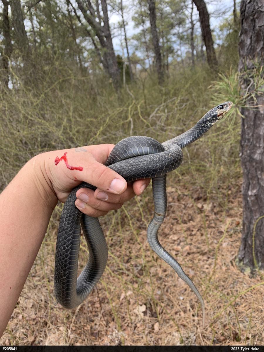 Northern Black Racer