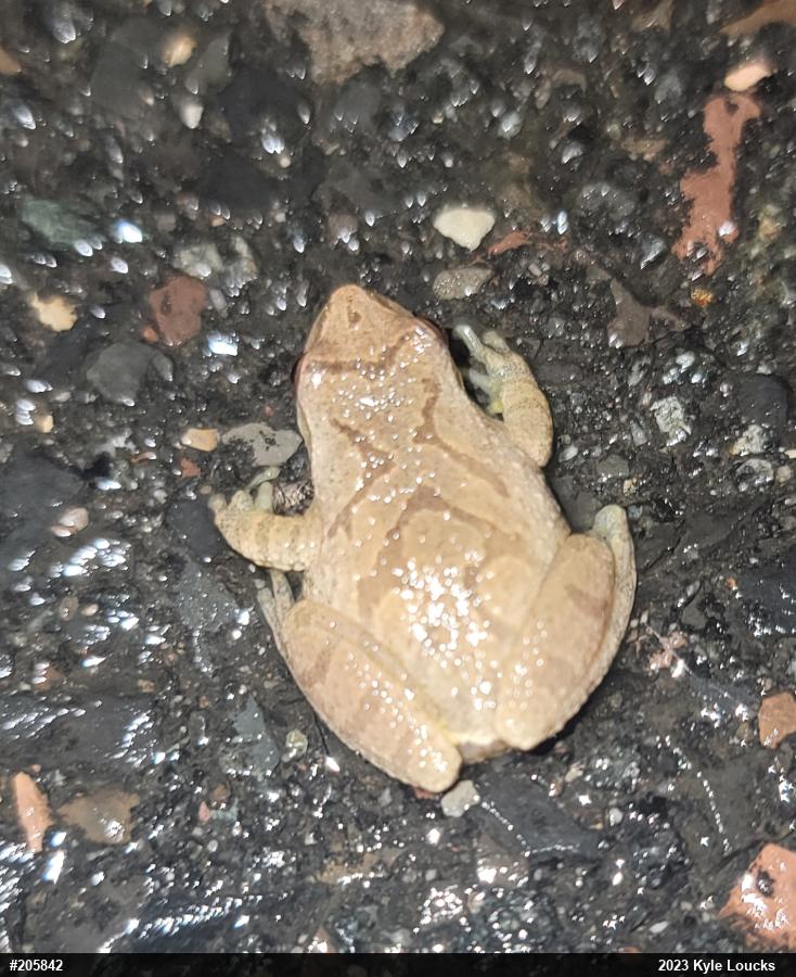 Spring Peeper