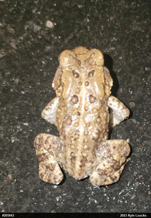 Eastern American Toad