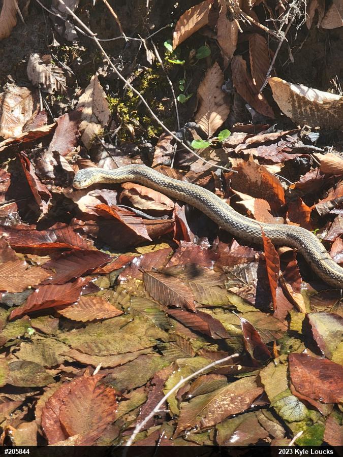 Eastern Gartersnake