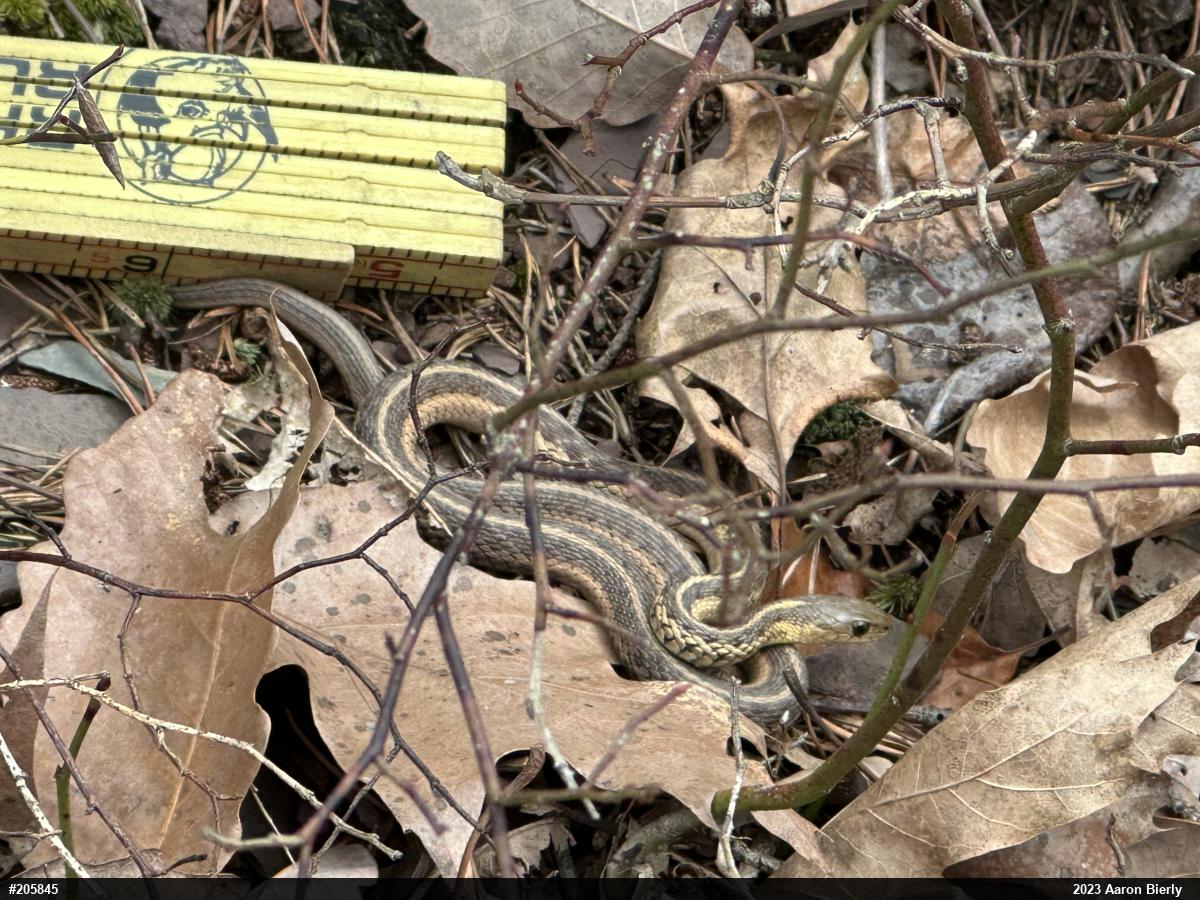 Eastern Gartersnake
