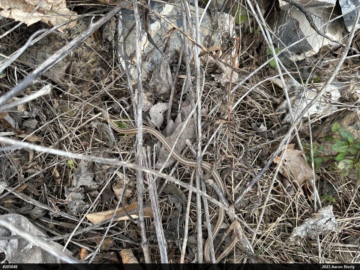Eastern Gartersnake