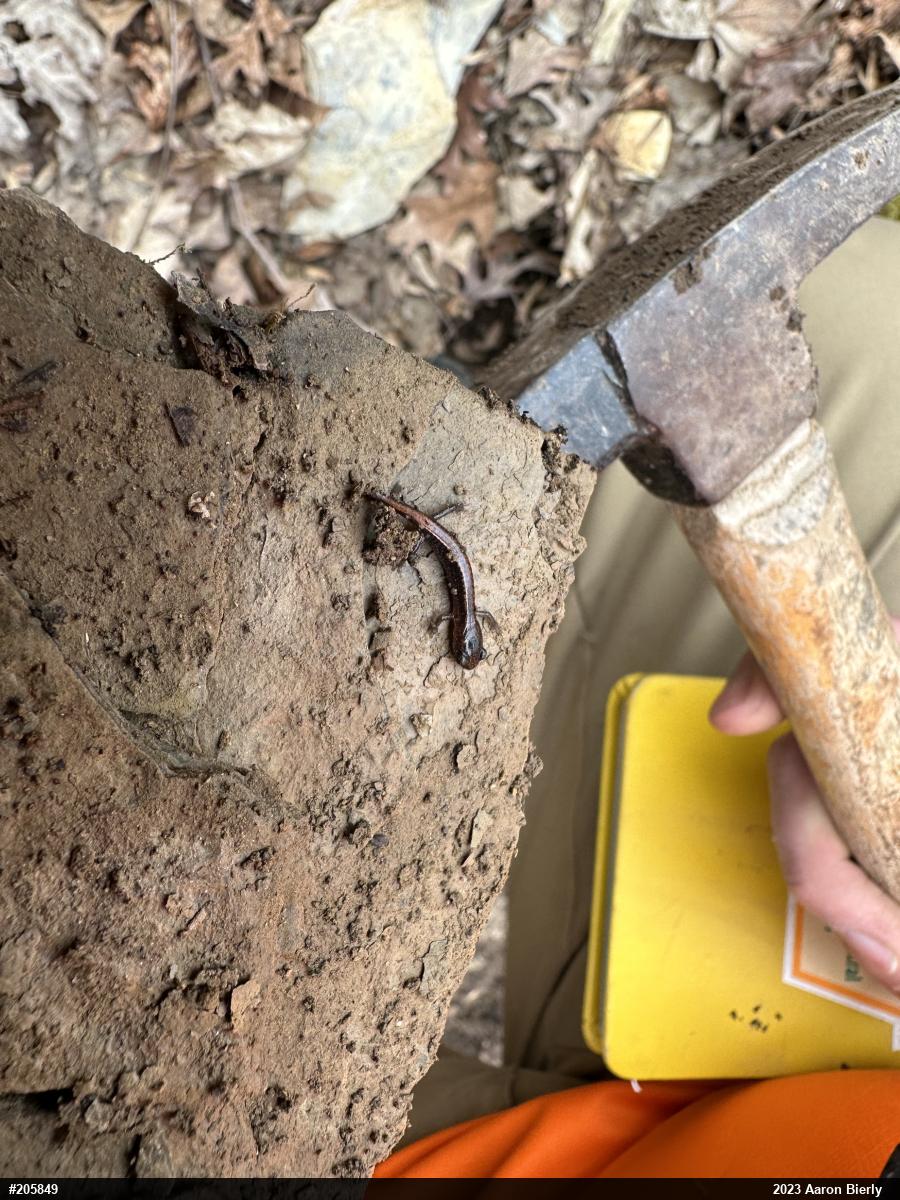Eastern Red-backed  Salamander