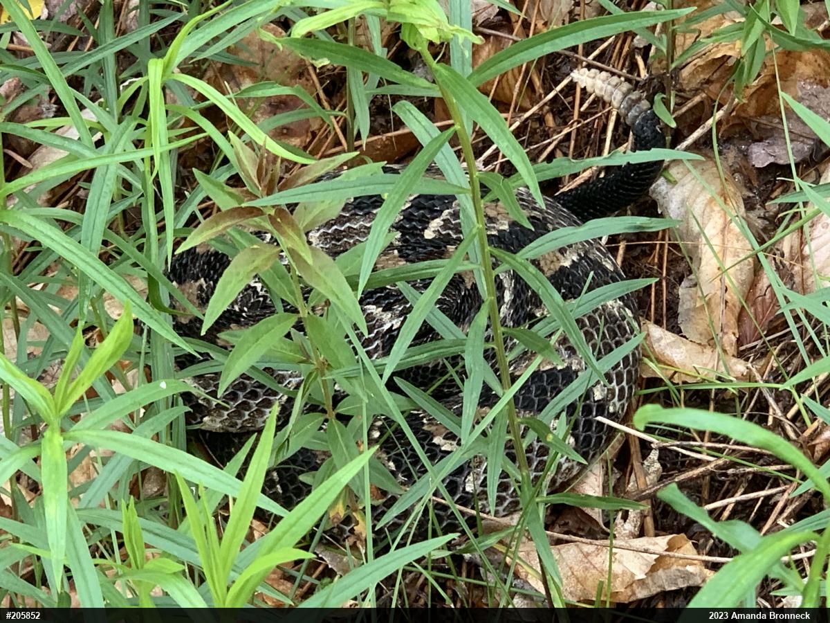 Timber Rattlesnake