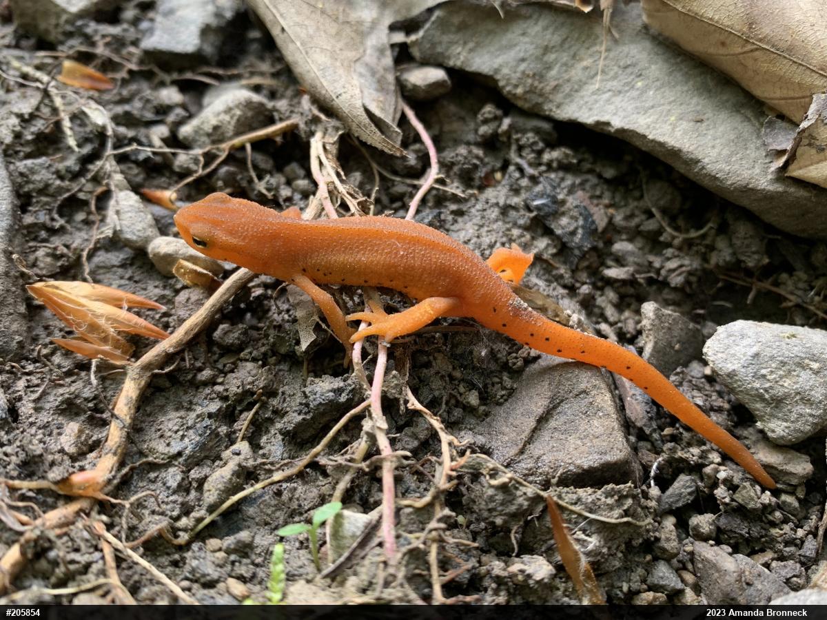 Red-spotted Newt