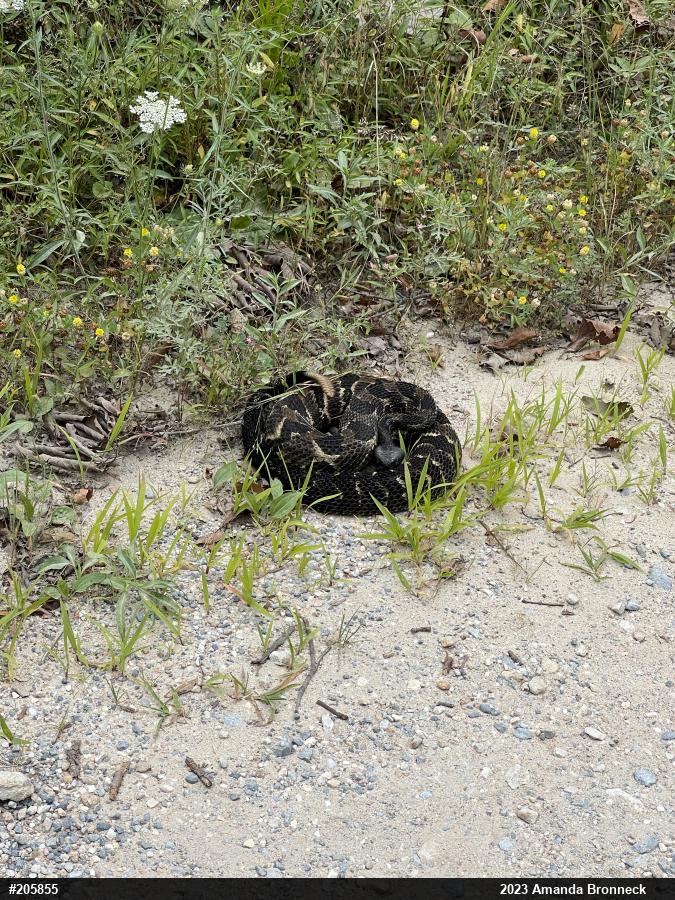 Timber Rattlesnake