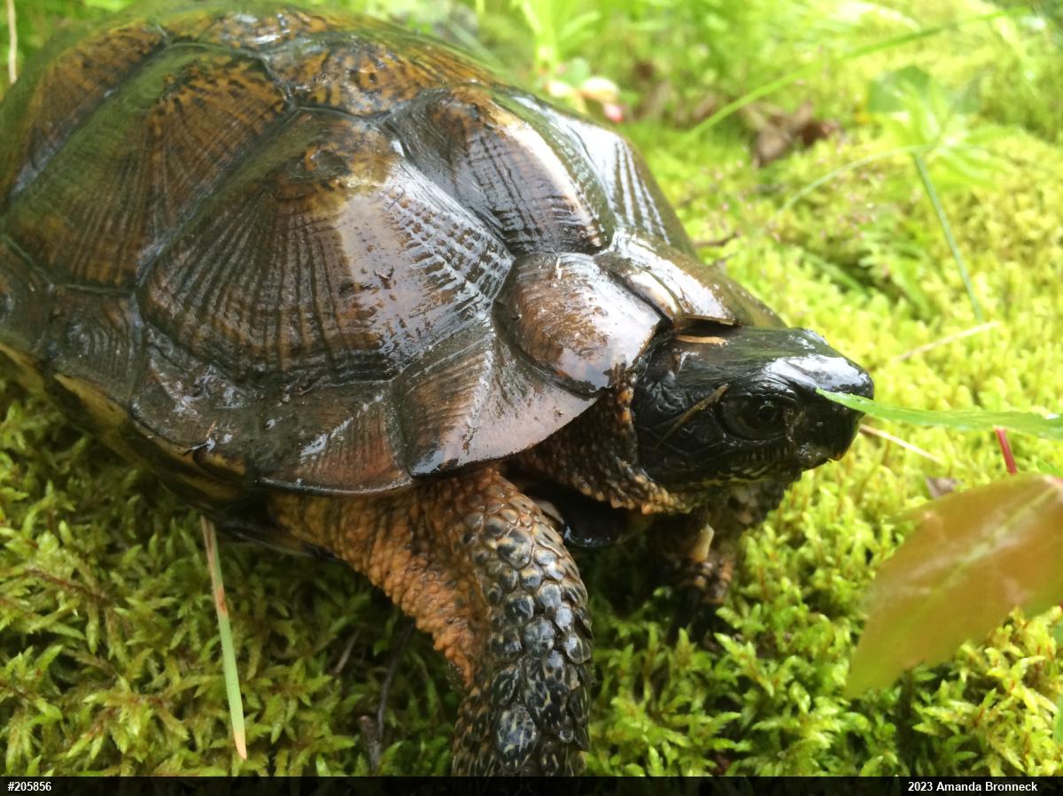 Wood Turtle
