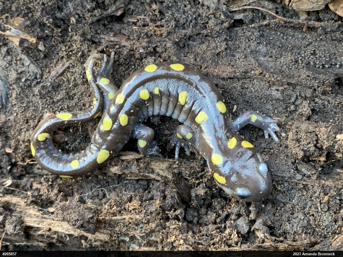 Spotted Salamander