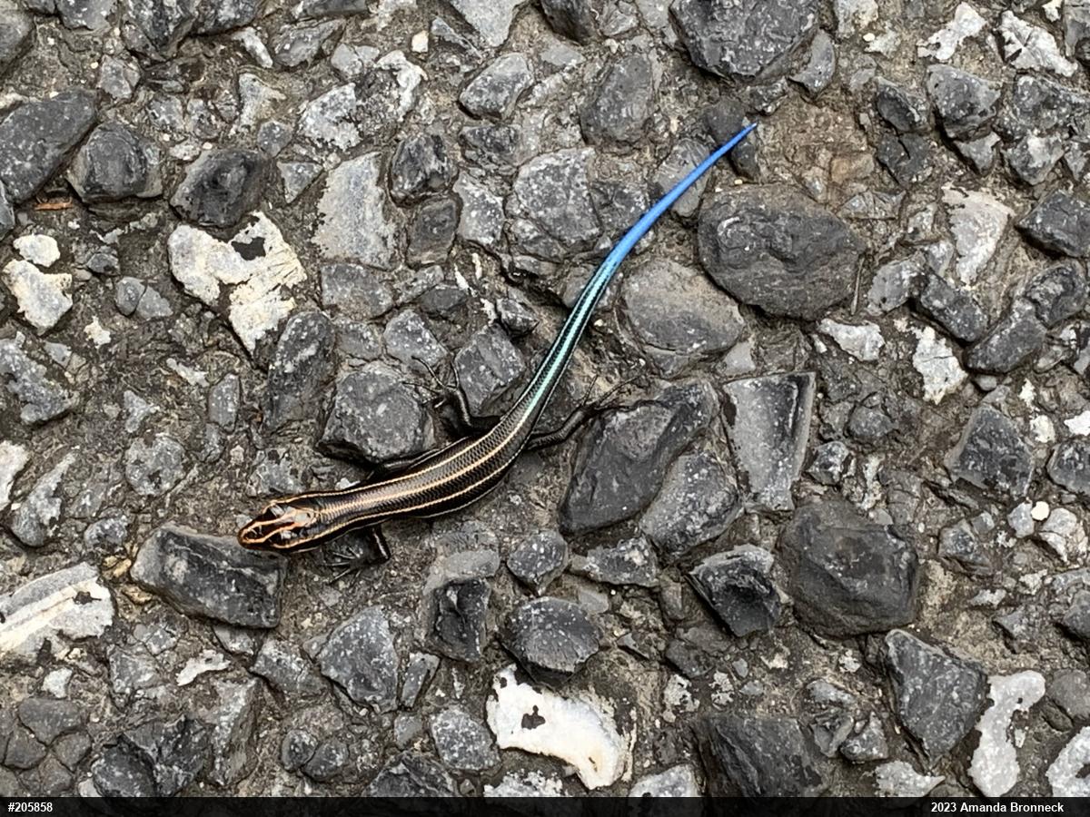 Common Five-lined Skink