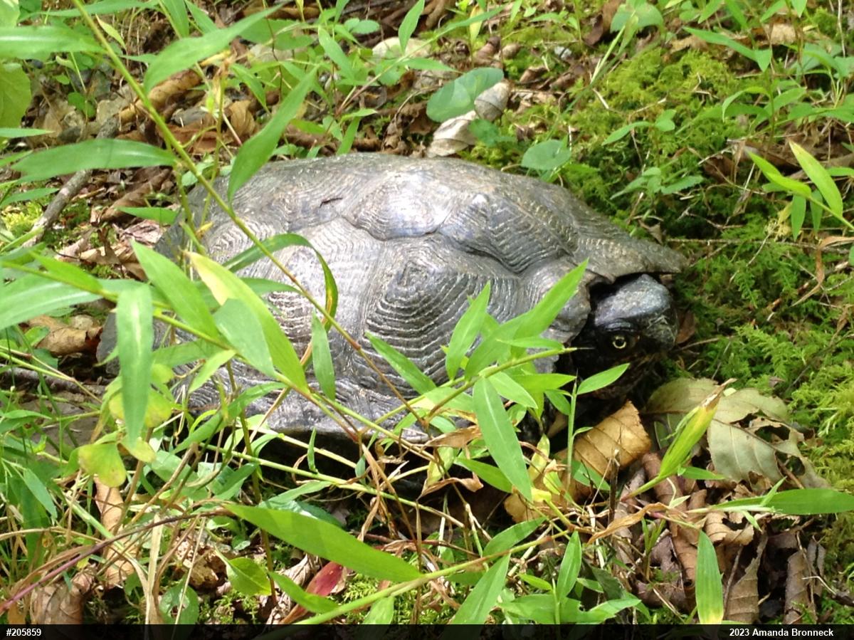 Wood Turtle