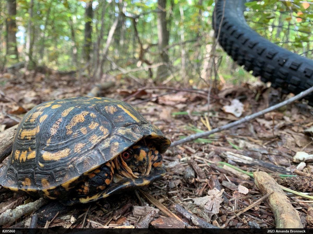 Eastern Box Turtle
