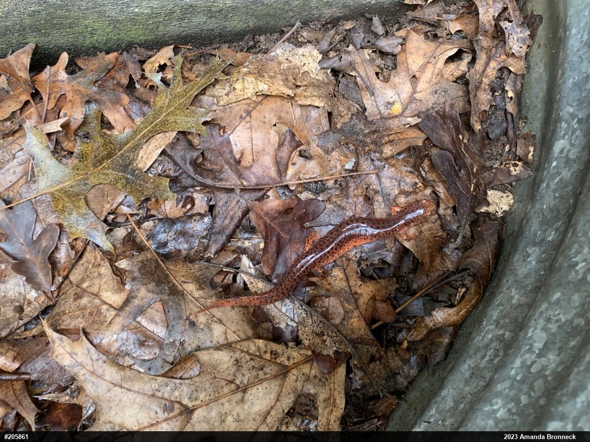 Northern Red Salamander