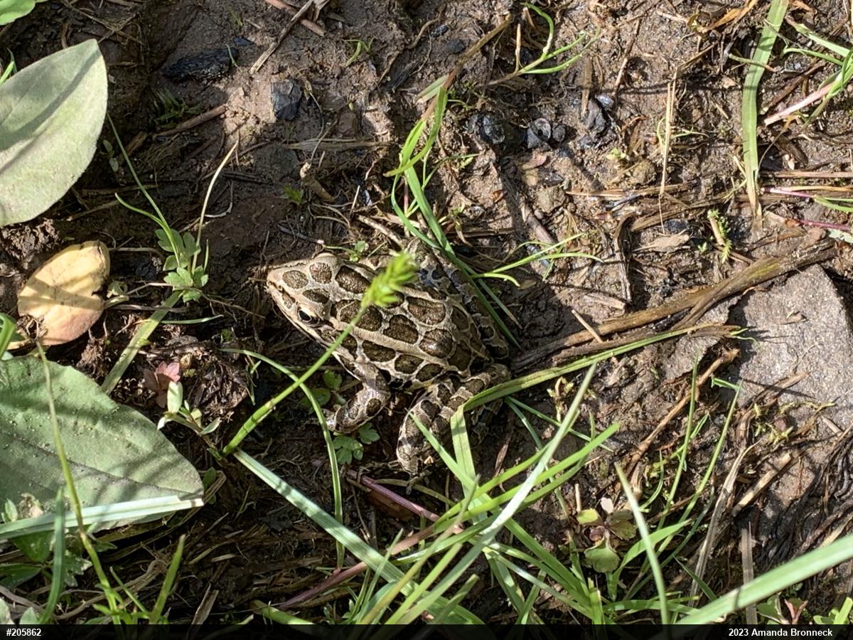 Pickerel Frog